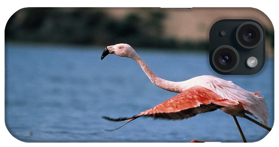 Taking Off iPhone Case featuring the photograph Greater Flamingo In Flight by George Lepp