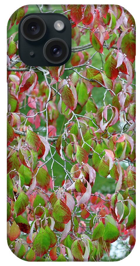 Leaves iPhone Case featuring the photograph Green and Red Leaves by Carol Groenen
