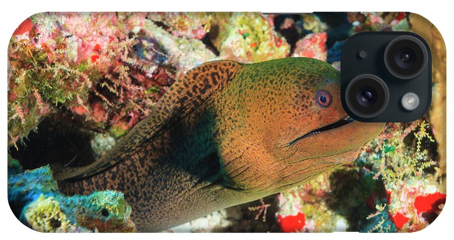 Underwater iPhone Case featuring the photograph Green Moray Eel Gymnothorax Funebris by Stuart Westmorland / Design Pics