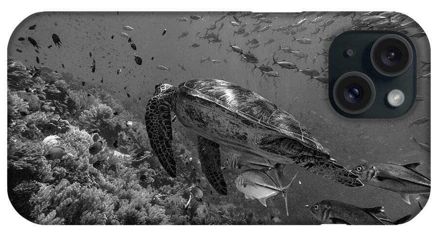 Disk1215 iPhone Case featuring the photograph Green Sea Turtle And Schooling Fish by Tim Fitzharris