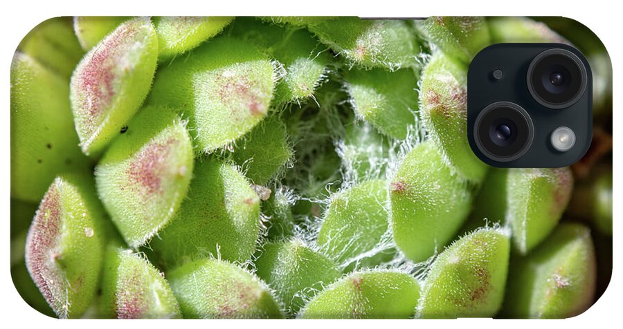 Green Sempervivum Hairs iPhone Case featuring the photograph Green Sempervivum Top Down Close Up by Scott Lyons
