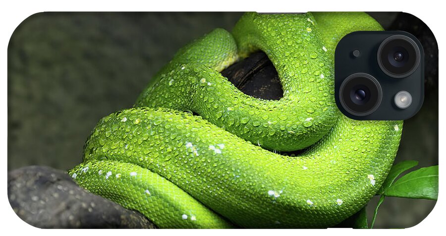 Green iPhone Case featuring the photograph Green Tree Python Coiled Up On Branch by Artur Bogacki