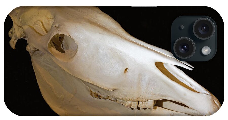 Animal iPhone Case featuring the photograph Grevys Zebra Skull by Millard H. Sharp