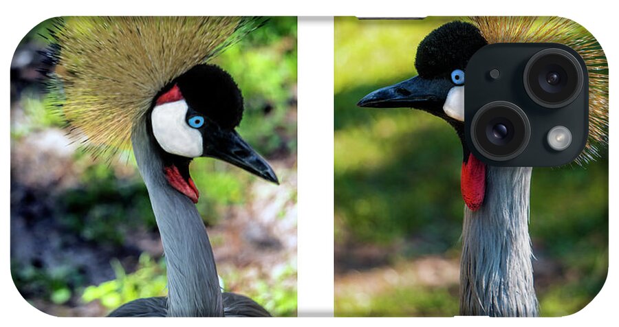 Gulf iPhone Case featuring the photograph Grey Crowned Crane Gulf Shores Al Collage 7 Diptych by Ricardos Creations