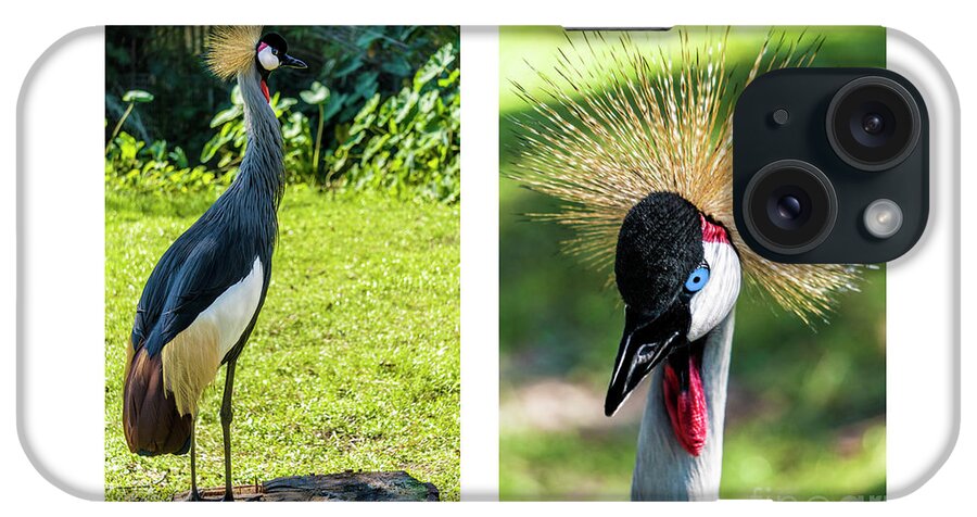 Gulf iPhone Case featuring the photograph Grey Crowned Crane Gulf Shores Al Collage 8 Diptych by Ricardos Creations