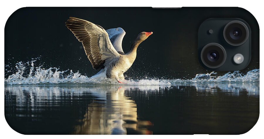 Animal Themes iPhone Case featuring the photograph Grey Lag Goose by Raimund Linke