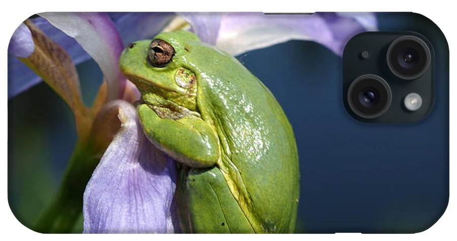 Ambush iPhone Case featuring the photograph Grey Tree-Frog on Blue Flag Iris by James Peterson