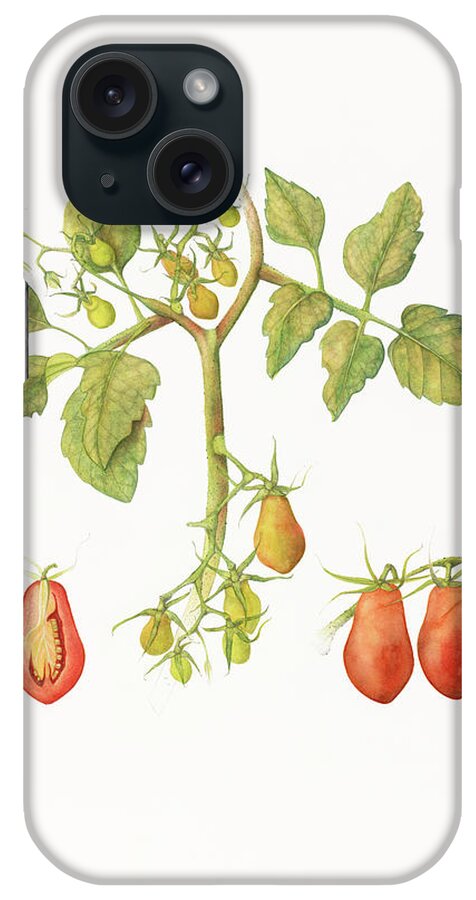 Tomatoes iPhone Case featuring the painting Growing Romas by Deborah Kopka