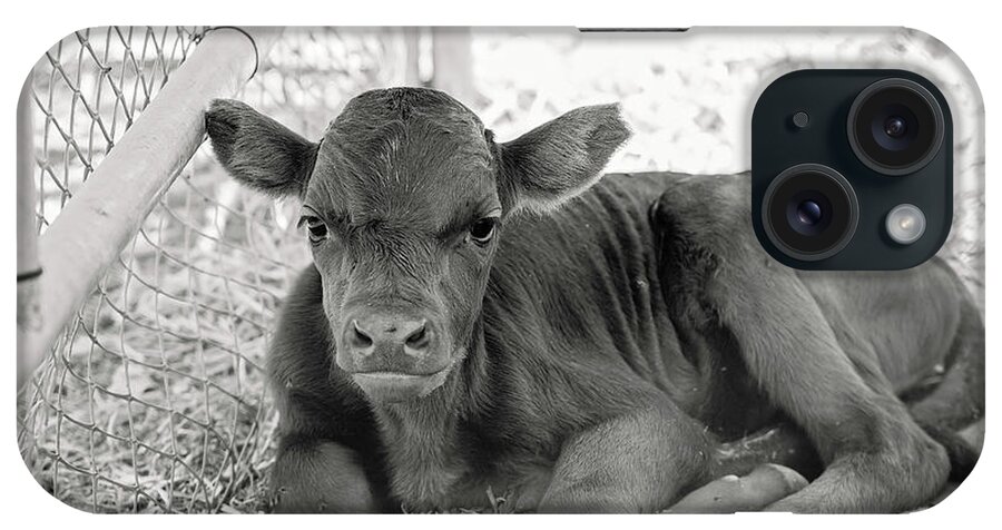 Grumpy iPhone Case featuring the photograph Grumpy Cow by Eddie Yerkish