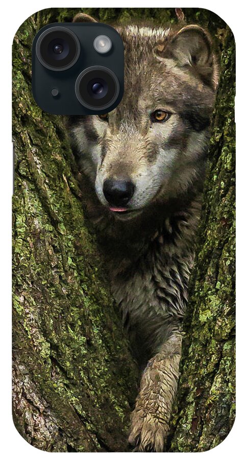 Wolf Wolves iPhone Case featuring the photograph Hangin in the Tree by Laura Hedien