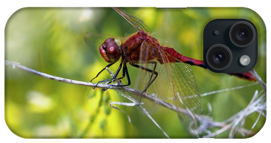 Dragonfly iPhone Case featuring the photograph Hdr25 by Gordon Semmens