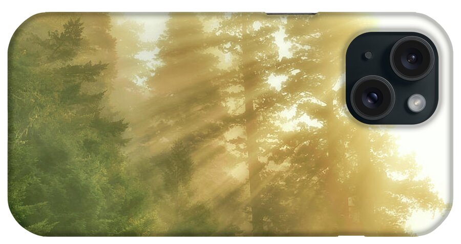 Heavenly Light On The Redwoods iPhone Case featuring the photograph Heavenly Light On The Redwoods by Joseph S Giacalone