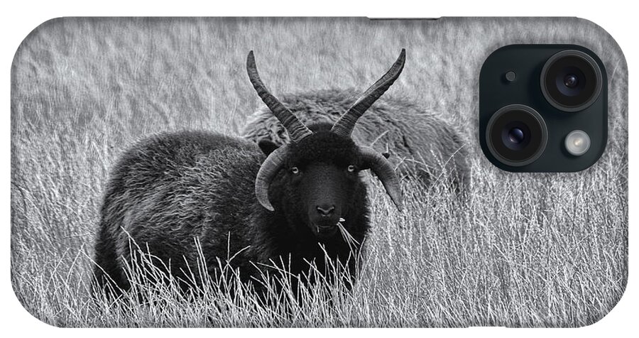 Sheep iPhone Case featuring the photograph Hebridean Sheep Monochrome by Jeff Townsend
