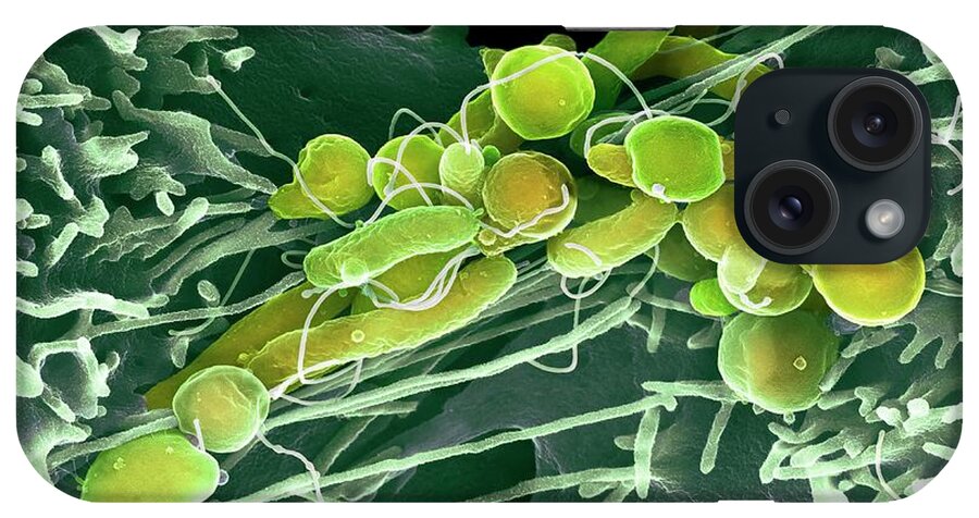 Helicobacter Pylori iPhone Case featuring the photograph Helicobacter Pylori Bacteria by Science Photo Library