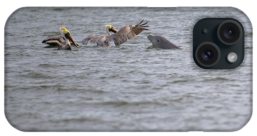 Wildlife Photography iPhone Case featuring the photograph Hello Friends Pelicans and Dolphin by T Lynn Dodsworth