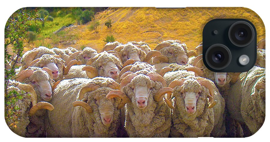 Sheep iPhone Case featuring the photograph Herding Merino Sheep by Leslie Struxness