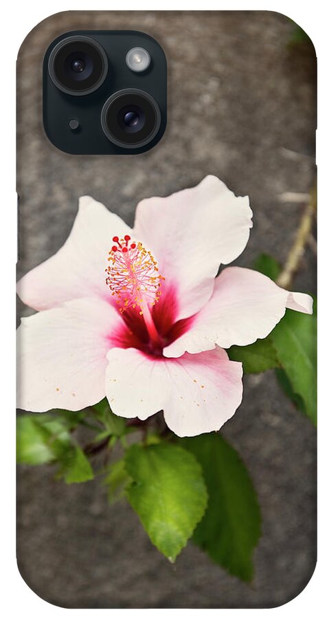 Outdoors iPhone Case featuring the photograph Hibiscus Flower by Johner Images