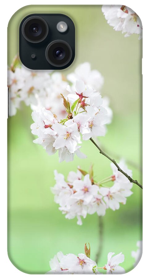 Flowerbed iPhone Case featuring the photograph Higan Flowering Cherry Tree - Iv by Alpamayophoto