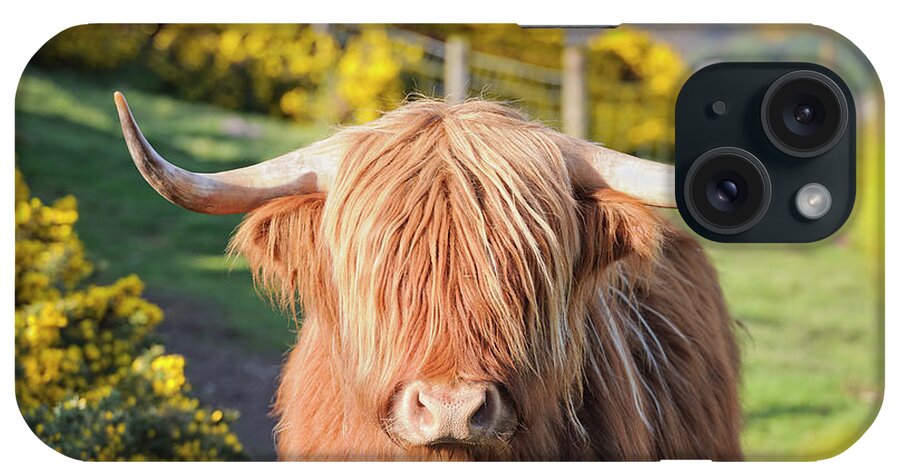 Horned iPhone Case featuring the photograph Highland Cow In Flowering Gorse by Georgeclerk