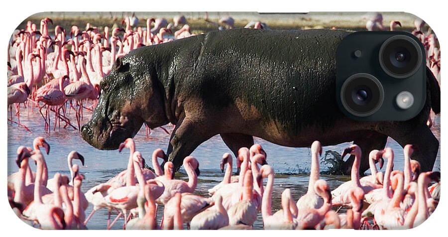 Kenya iPhone Case featuring the photograph Hippopotamus Hippopotamus Amphibius By by Darrell Gulin