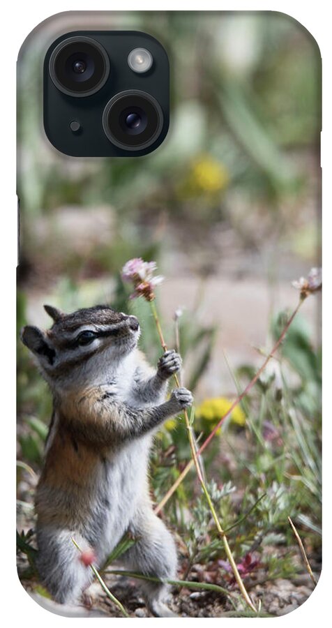 Chipmunk iPhone Case featuring the photograph Hold On by Patrick Nowotny