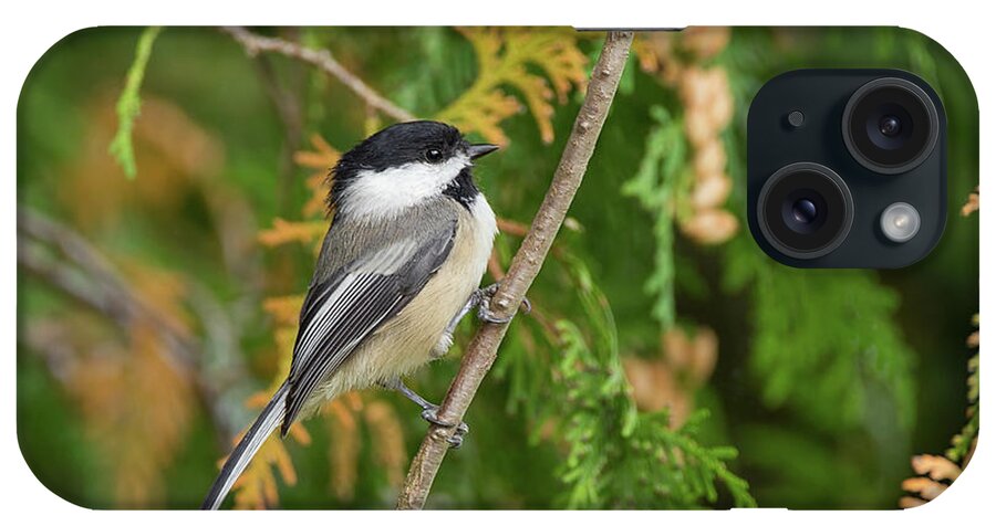 Bird iPhone Case featuring the photograph Holding Up - Black-capped Chickadee - Poecile Atricapillu by Spencer Bush