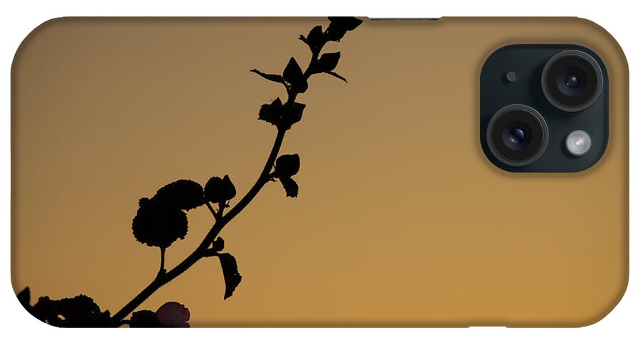 Hollyhock iPhone Case featuring the photograph Hollyhock at Dawn by Jonathan Thompson
