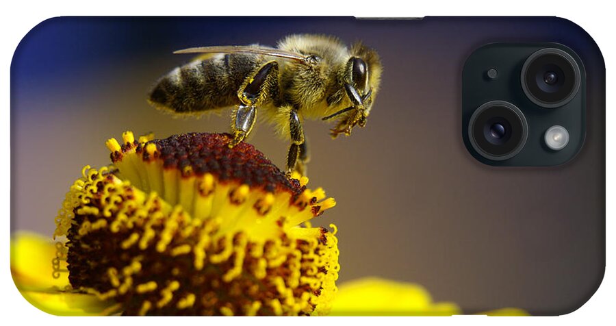 Flowerbed iPhone Case featuring the photograph Honeybee On A Yellow Flower by Schnuddel