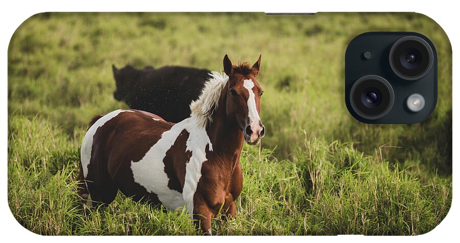 Big Island Of Hawaii iPhone Case featuring the photograph Horse And Cow In A Meadow by Cavan Images