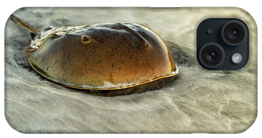 Beach iPhone Case featuring the photograph Horseshoe Crab on the Beach by William Dickman