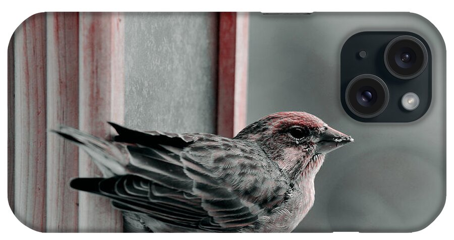 House Finch iPhone Case featuring the photograph House Finch on Feeder by Kae Cheatham