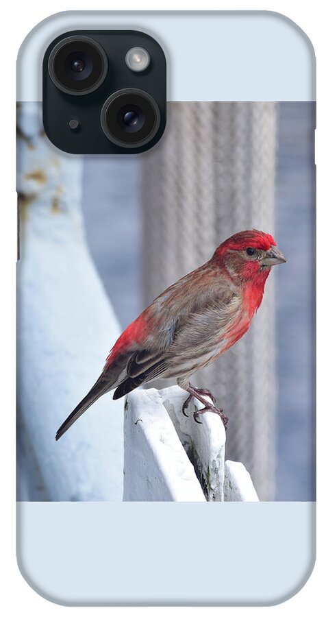 Finch iPhone Case featuring the photograph House Finch on the U.S.S. Wisconsin by Nicole Lloyd