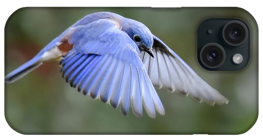 Bluebird iPhone Case featuring the photograph Hovering Bluebird by Amy Porter