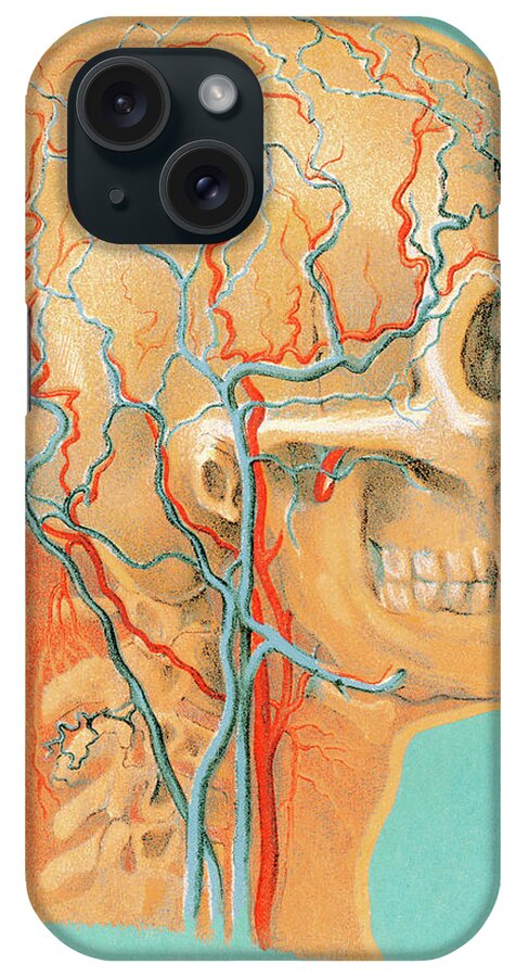 Anatomical iPhone Case featuring the drawing Human Anatomy Head by CSA Images
