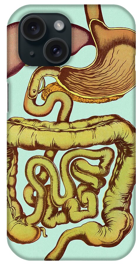 Anatomical iPhone Case featuring the drawing Human Digestive System by CSA Images