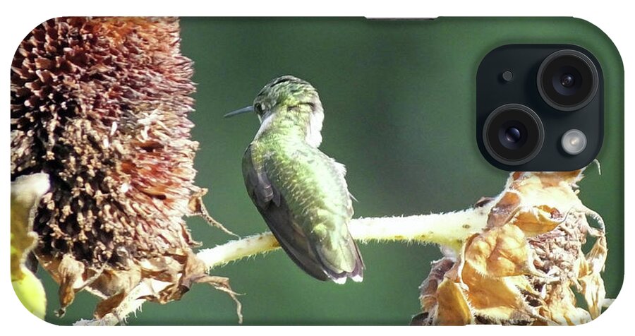 Yard Bird iPhone Case featuring the photograph Hummingbird 63 by Lizi Beard-Ward