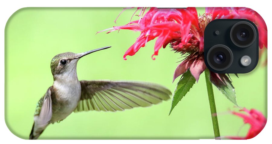 Hummingbird iPhone Case featuring the photograph Hummingbird And Bee Balm 2 by Brook Burling