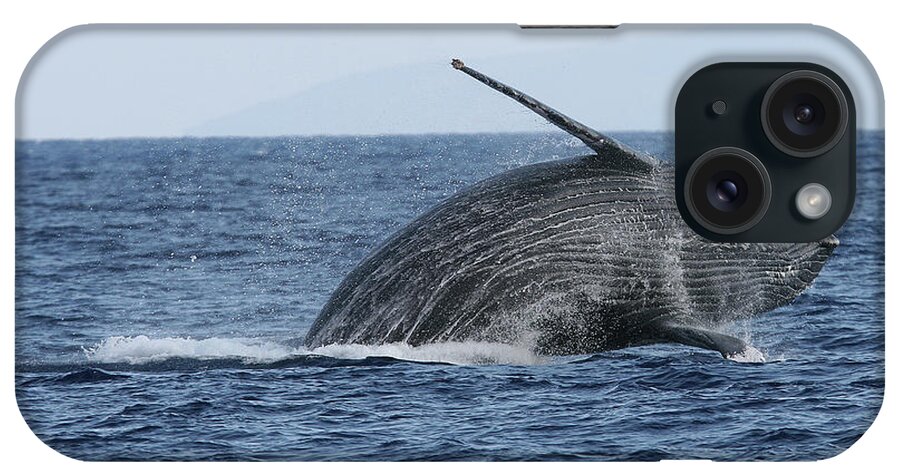 Animal iPhone Case featuring the photograph Humpback Whale Breach 2 Of 3 by Adwalsh
