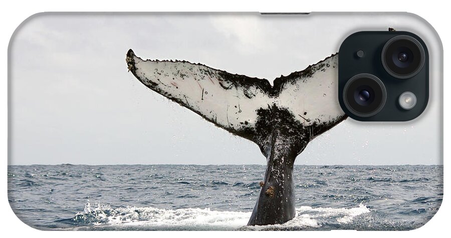 Animal Themes iPhone Case featuring the photograph Humpback Whale Tail by Photography By Jessie Reeder
