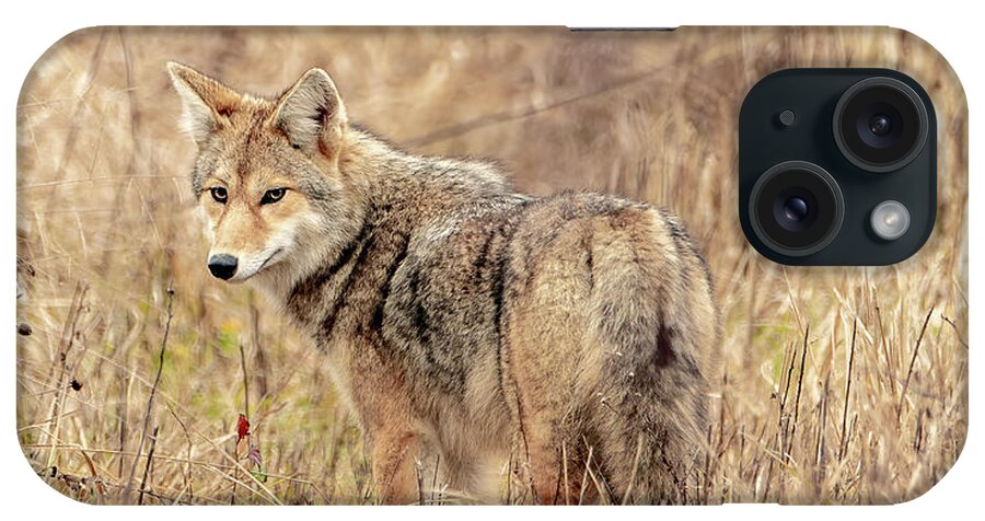  iPhone Case featuring the photograph Hungry and Looking by Marcy Wielfaert