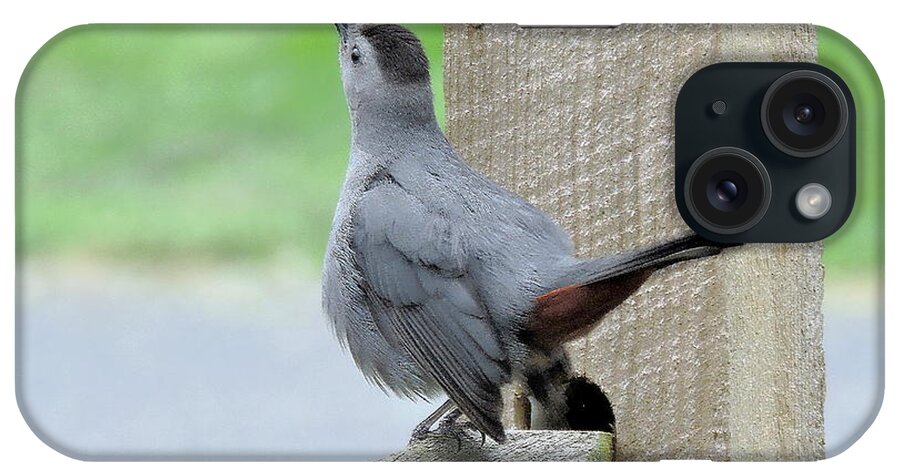 Catbird iPhone Case featuring the photograph I Know Why The Catbird Sings by Tami Quigley