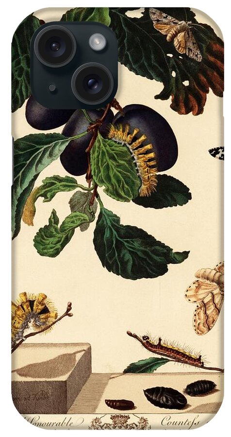 19th Century iPhone Case featuring the drawing illustration by Moses Harris from 'The Aurelian, a Natural History of English Moths and Butterfli... by Album