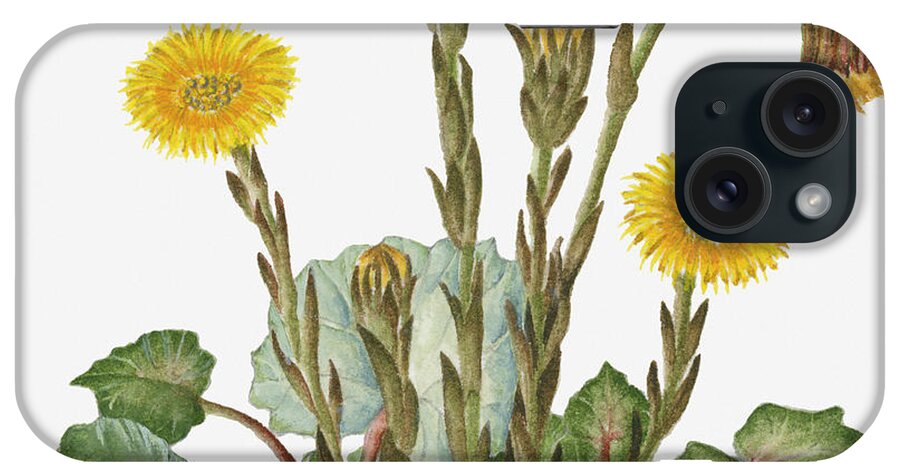 Watercolor Painting iPhone Case featuring the digital art Illustration Of Tussilago Farfara by Dorling Kindersley