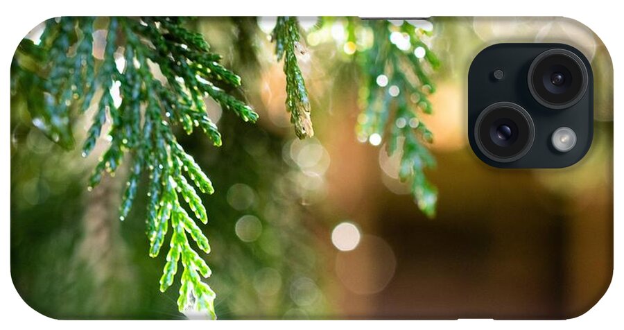 Pine Needles iPhone Case featuring the photograph In the Pines After the Rain by Mary Ann Artz