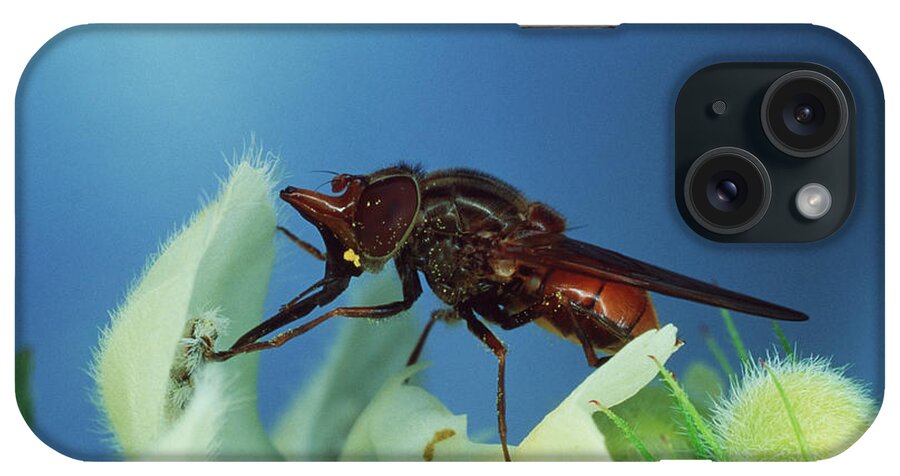Hoverfly iPhone Case featuring the photograph Insect Pollination by Dr. John Brackenbury/science Photo Library