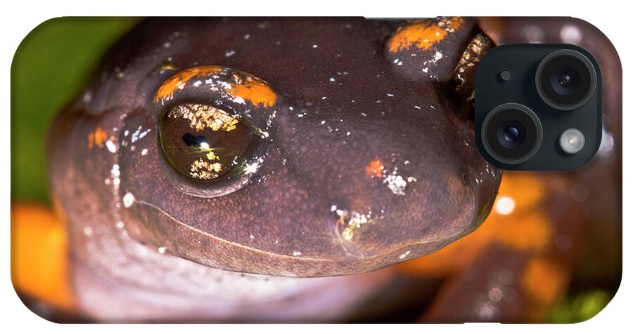 Amphibian Fauna iPhone Case featuring the photograph Intergrade Ensatina Salamander by Dante Fenolio