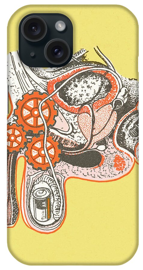 Anatomical iPhone Case featuring the drawing Interior view, men's genitals by CSA Images