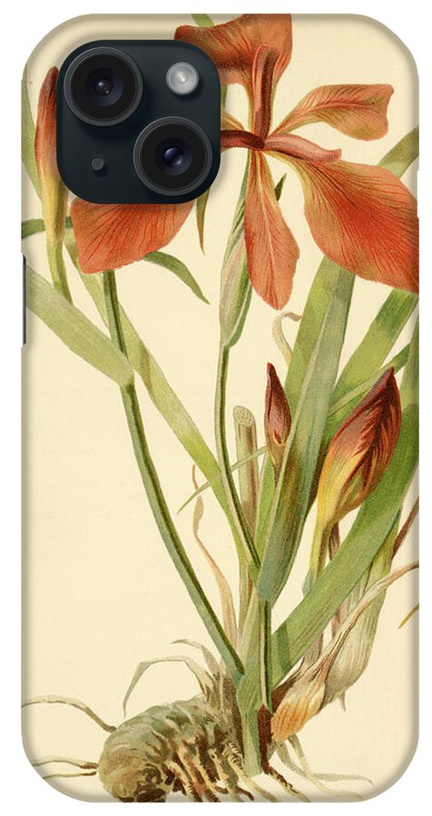 Iris iPhone Case featuring the mixed media Iris Cuprea Copper Iris. by Unknown