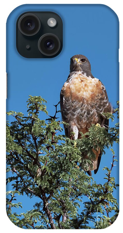 African iPhone Case featuring the photograph Jackal Buzzard by Dr P. Marazzi/science Photo Library