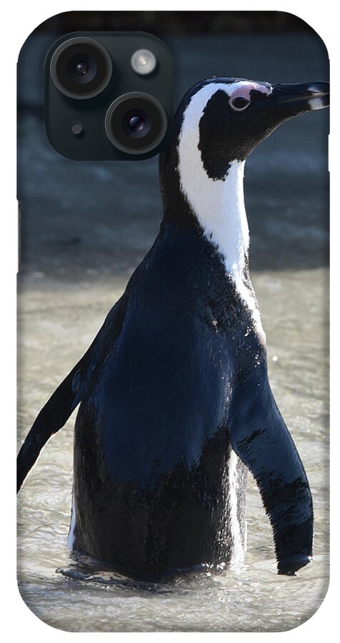 Penguin iPhone Case featuring the photograph Jackass Penguin by Ben Foster